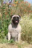 BULLMASTIFF 240